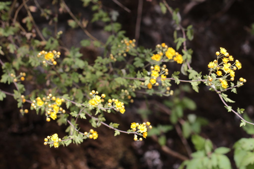 阿里山油菊開花照片