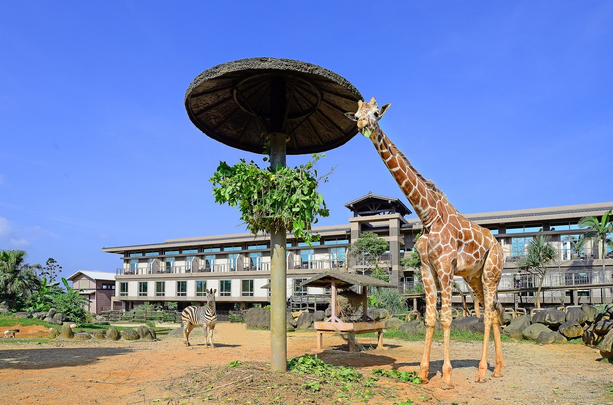 六福線上旅展早鳥開跑,推出最優惠組合「關西六福莊動物歷險記專案 住宿券7,500元」,最高可6人入住肯亞樓中樓房型,跟動物做鄰居,平均每人每晚只要1,250元。(圖/六福旅遊集團提供)