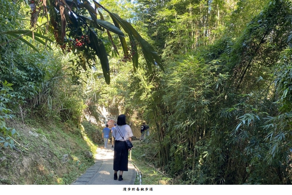 可能是樹和戶外的圖像