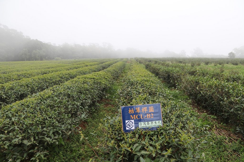 三義靜思茶園有機耕作,不用動物性資材,去年施用中興大學技轉台茂奈米生技的「枯草桿菌」益生菌,茶樹產量明顯提升3倍。(圖/中興大學提供)