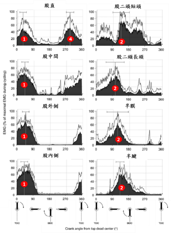 自行車運動時,大腿肌肉活化結果(以最大肌力收縮MVC%標準化) 圖片來源:European Journal of Applied Physiology, 116(9), 1807-1817