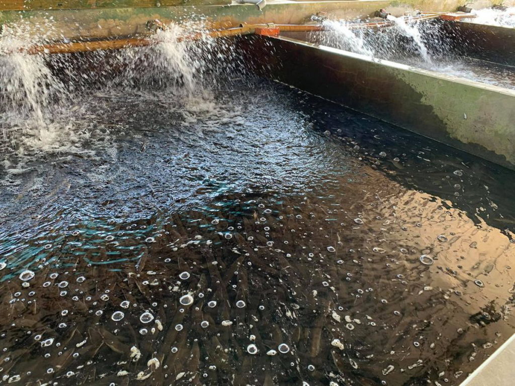 口湖鄉的鰻魚池