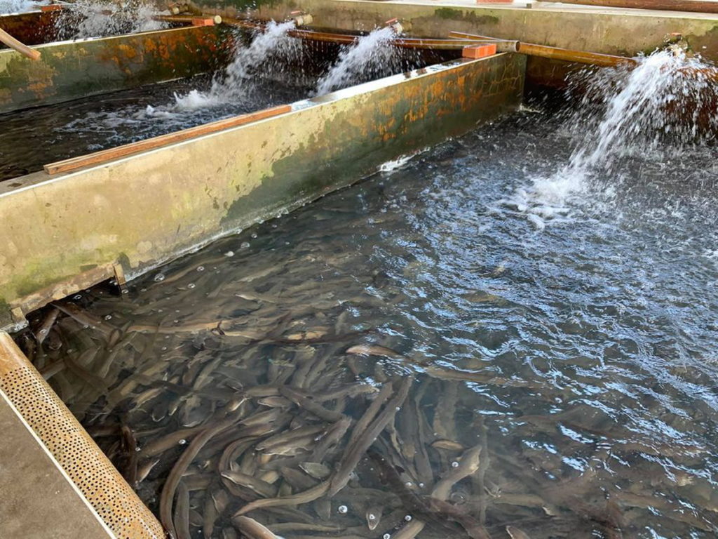 口湖鄉的鰻魚池