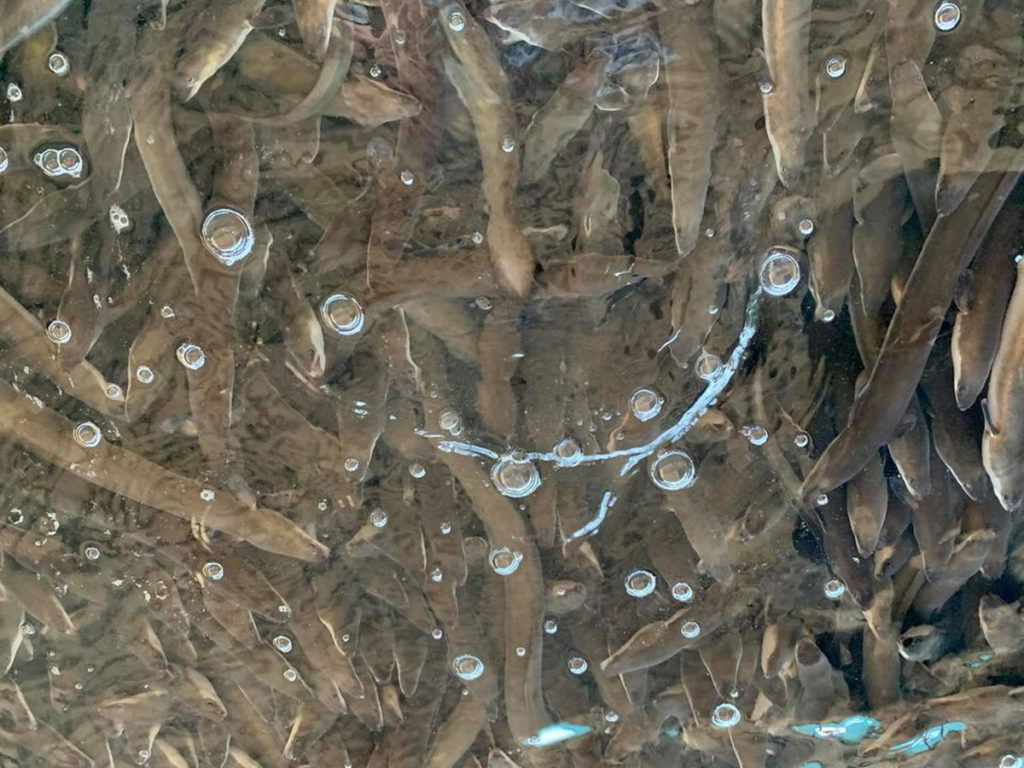 鰻魚養殖情形
