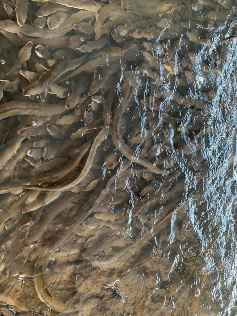 鰻魚生長情形