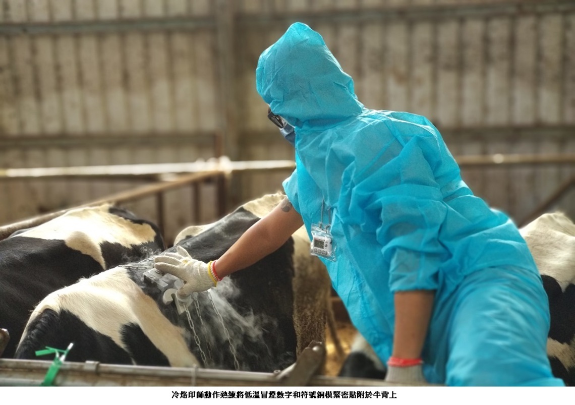 全國獨家瀕臨失傳乳牛烙印師 為牛場防疫鐵三角
