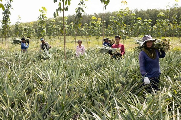 Agricultural waste collection provides additional income for farmers in Southeast Asia Agricultural waste collection provides additional income for farmers in Southeast Asia