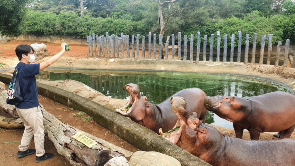 動物迷尖叫!六福村全台獨有河馬互動體驗,接著親自製作草球餵食河馬,現場感受河馬進食的震撼畫面,套票優惠53折。(圖/六福旅遊集團提供)
