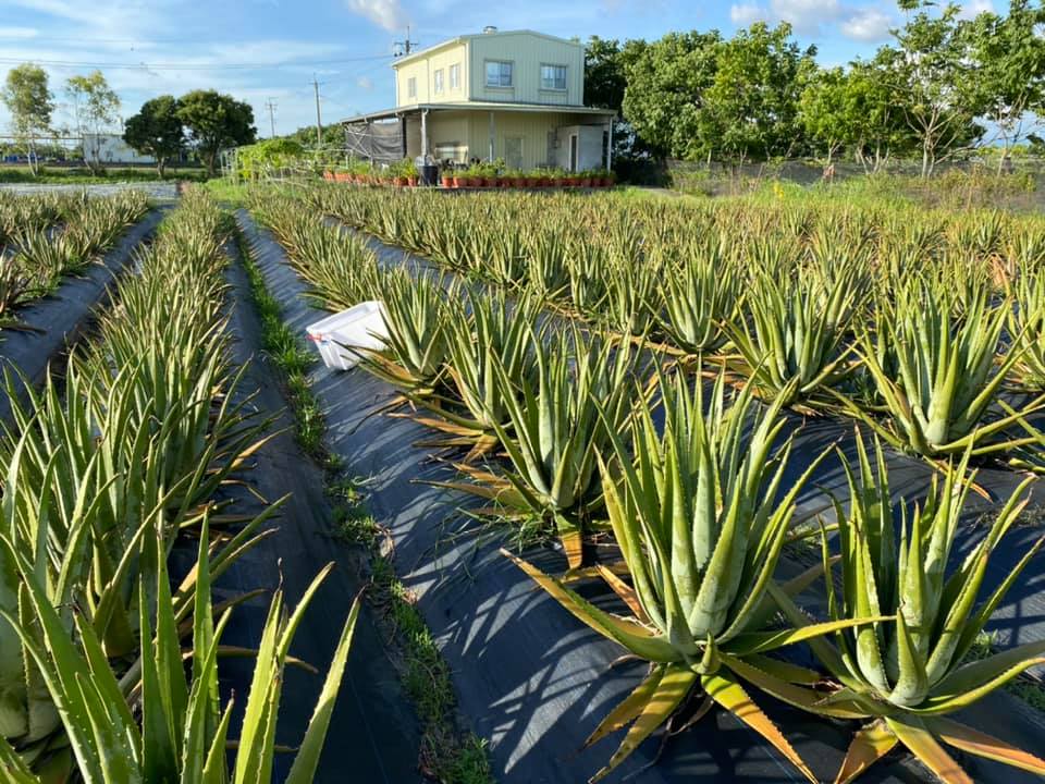 從種蘆薈開啟有機事業|村家味用有機食材帶你重溫記憶中的樸實美味