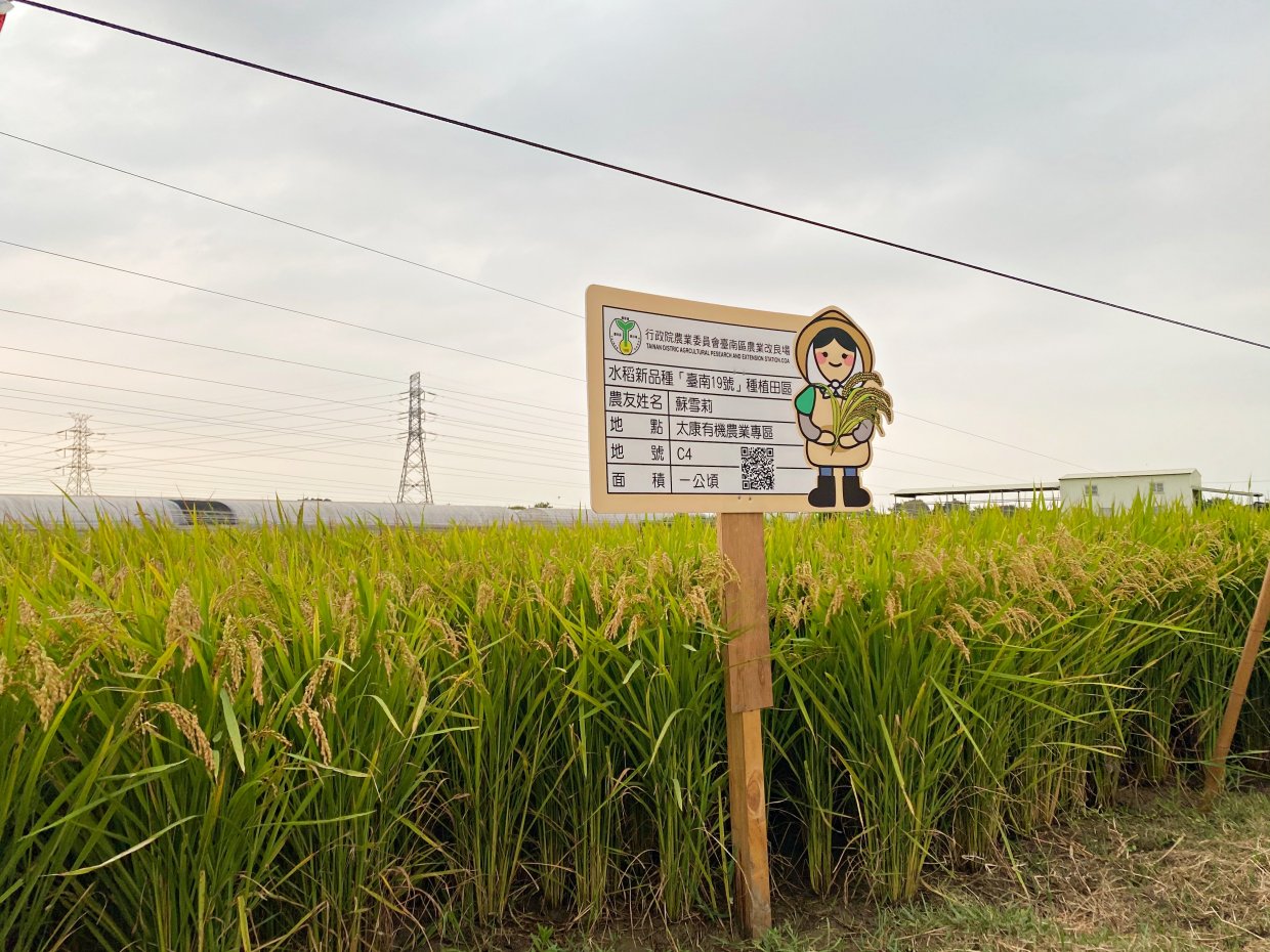 蘇場主在太康園區不只種植蘆薈,連製麵所需的原料紫地瓜、南瓜等也採有機栽種,前年開始還嘗試種植有機稻米。