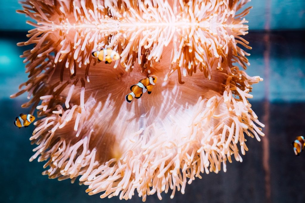 共生的海洋日常_小丑魚與海葵