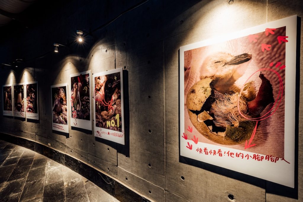屏東海生館企鵝寶寶寫真展首度公開今年新生企鵝寶寶珍貴畫面