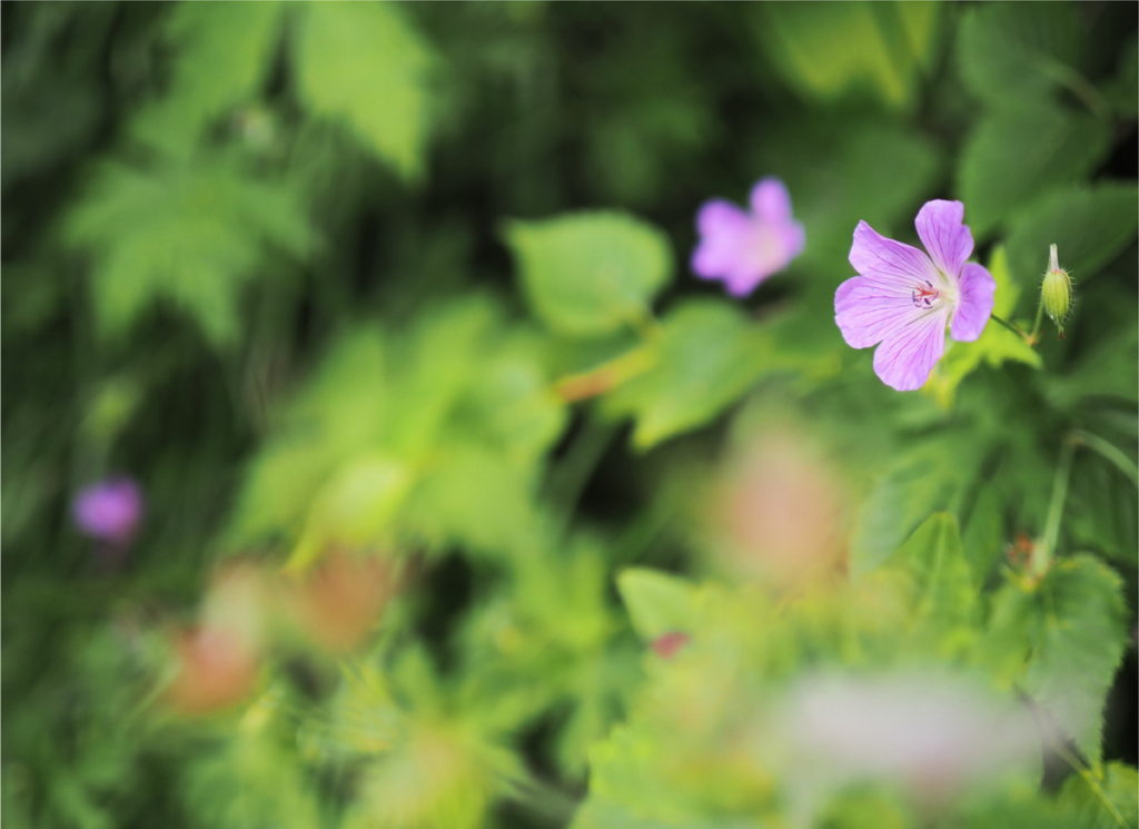 M.ZUIKO DIGITAL ED 20mm F1.4 PRO_實拍圖