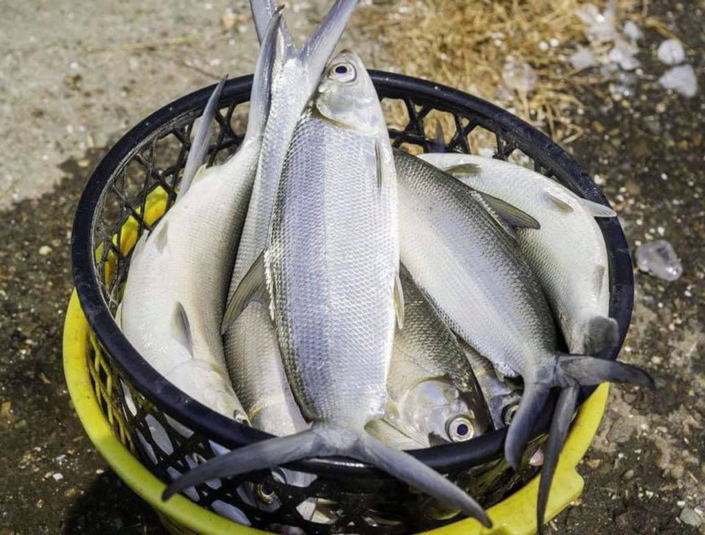 虱目魚