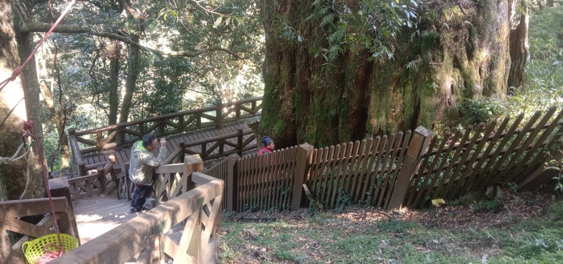 鹿林神木是優良母樹 台大森林系受委託昨日前往採種子實驗