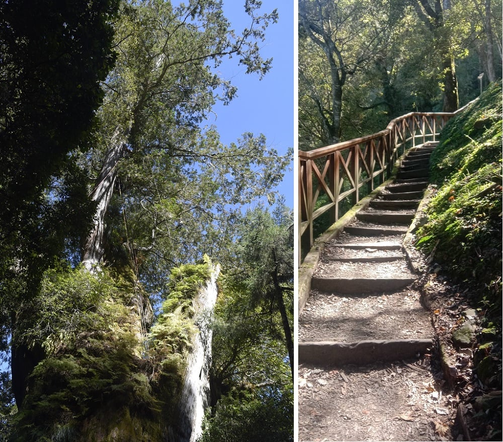 可能是樹和大自然的圖像