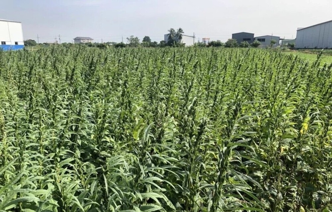 台南胡麻季3區接續登場
