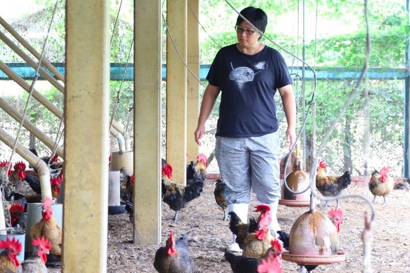 農場晃晃堅持人道飼養｜天然穀類讓牛豬雞健康長大
