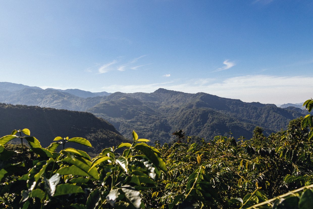 阿里山咖啡園5O7A3278