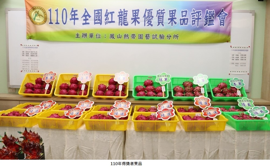 全國紅龍果優質果品評鑑   邱林玉秋與李肇昌分別榮獲紅、白肉組冠軍