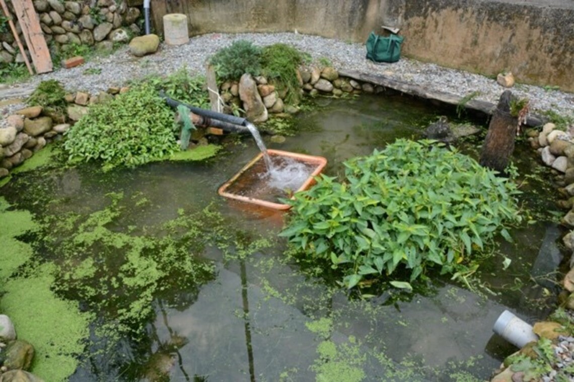 「公私協力」邁向「生態永續」 「一新社區」攜手「台灣白魚」榮登里山倡議台灣案例/波新聞