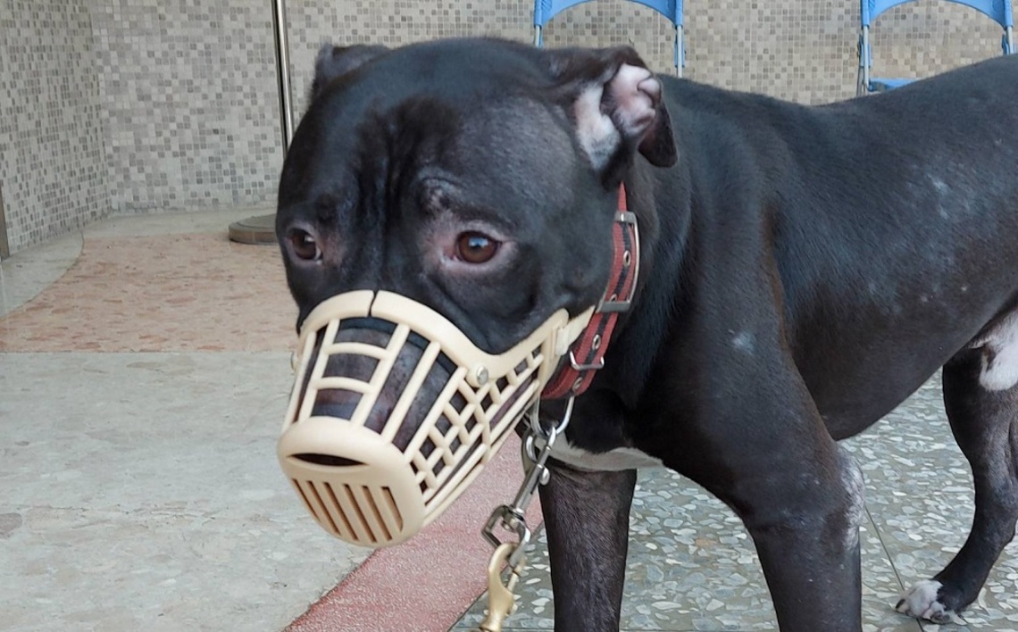 明年3/1起 全國禁止飼養、輸入比特犬 現有飼主依限申報備查才可續養!