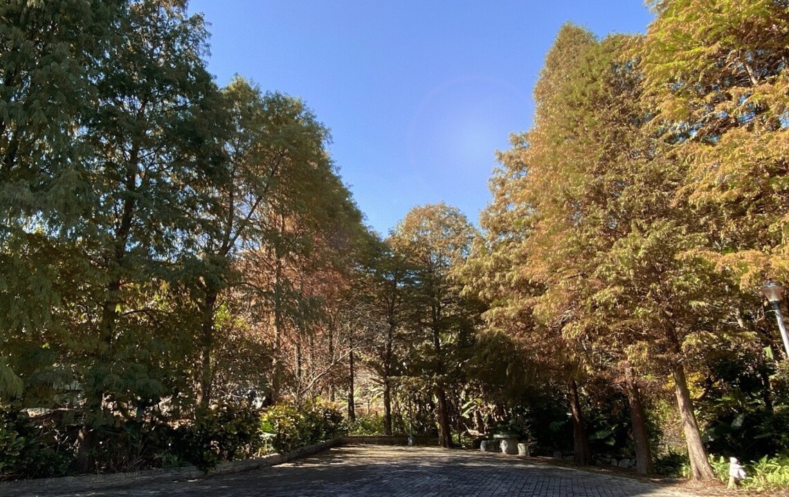 秋冬偽出國 相約南港九如社區落羽松秘境