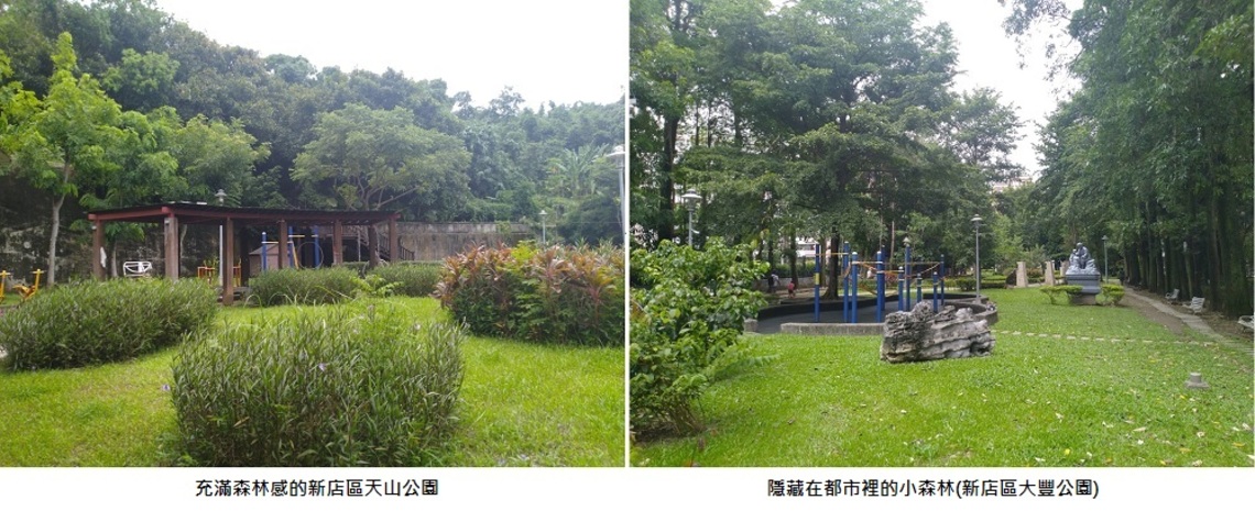 內行人推薦4處仙氣十足     新北森林感公園