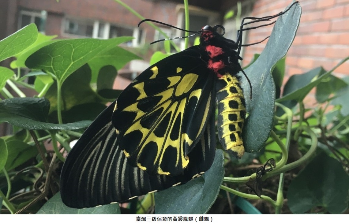 美塔學專欄:美塔學的蝴蝶效應