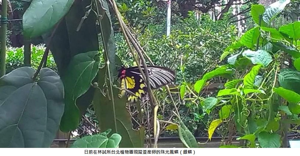 可能是花的圖像