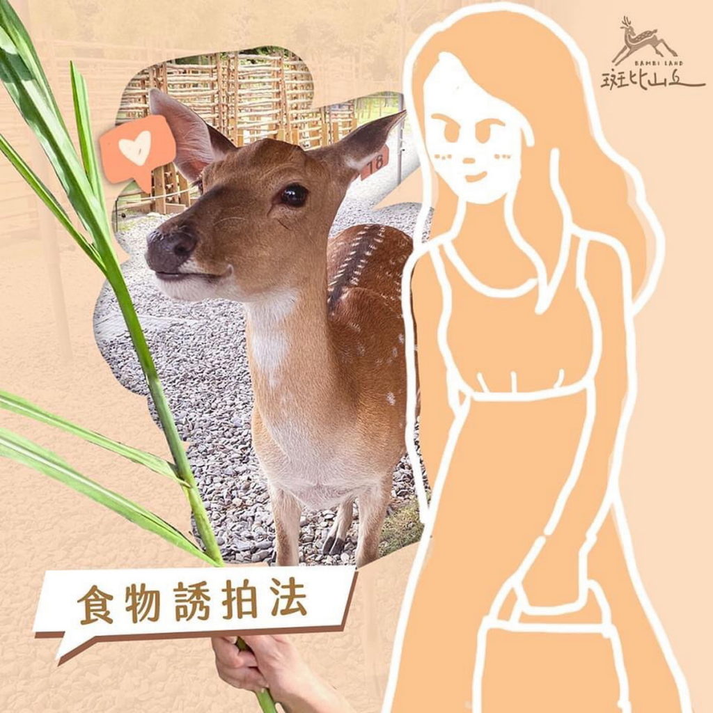 愛吃的小鹿總是認食物不認人,拿食物當誘餌就能輕易讓牠投入懷抱。