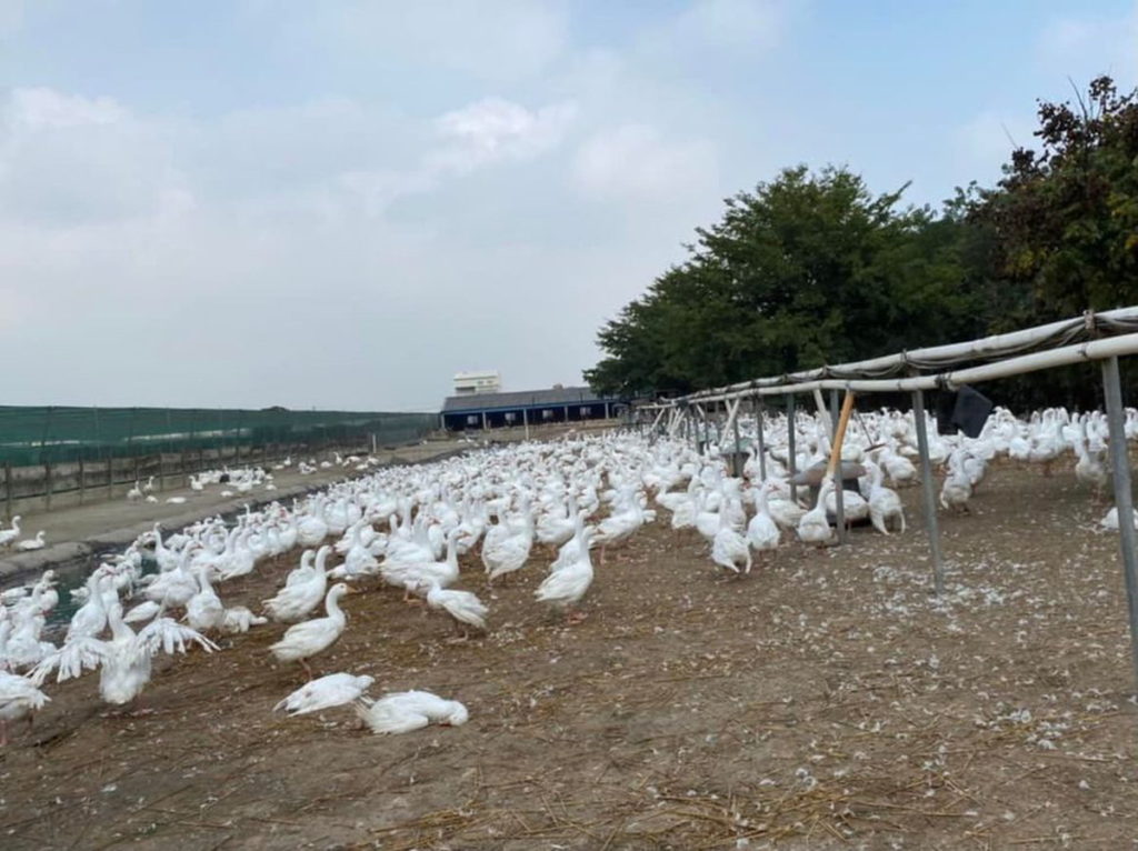 雲林縣二崙鄉一肉鵝場檢出新型H5N2亞型高病原性禽流感病毒