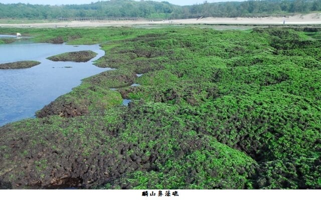 可能是樹、水體和文字的圖像
