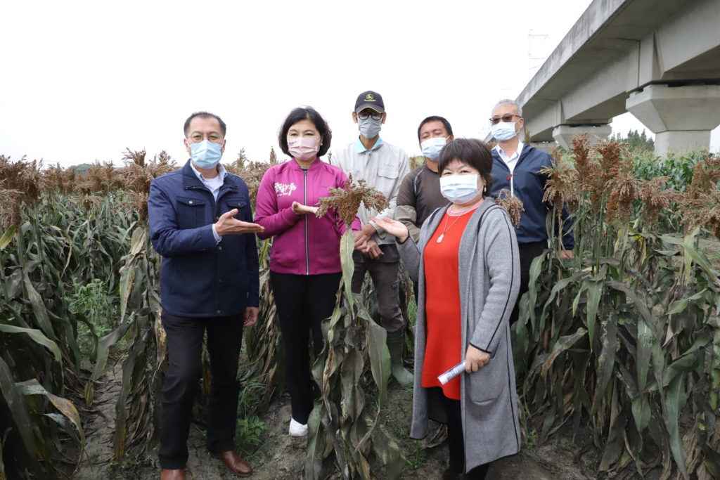 縣長張麗善和農業處長吳芳銘介紹高粱成長情形