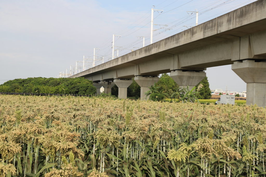 積極推廣在高鐵沿線種植旱作高粱