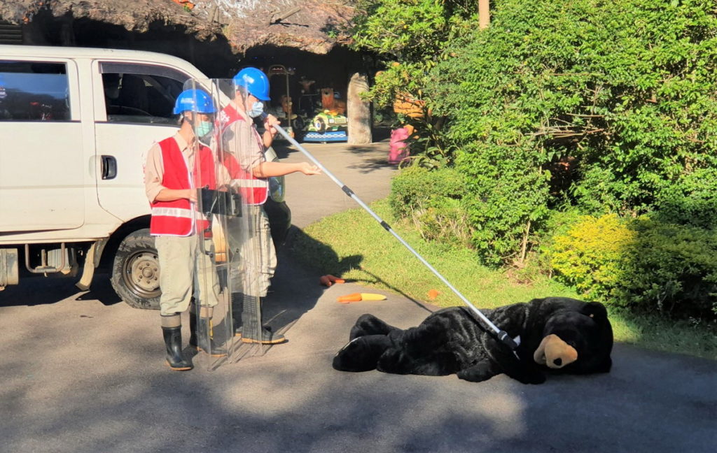 六福村模擬黑熊脫逃時,執行誘餌計畫、吹箭…等方式機警應變。圖 六福村提供