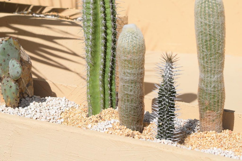 彰顯植物原生特色