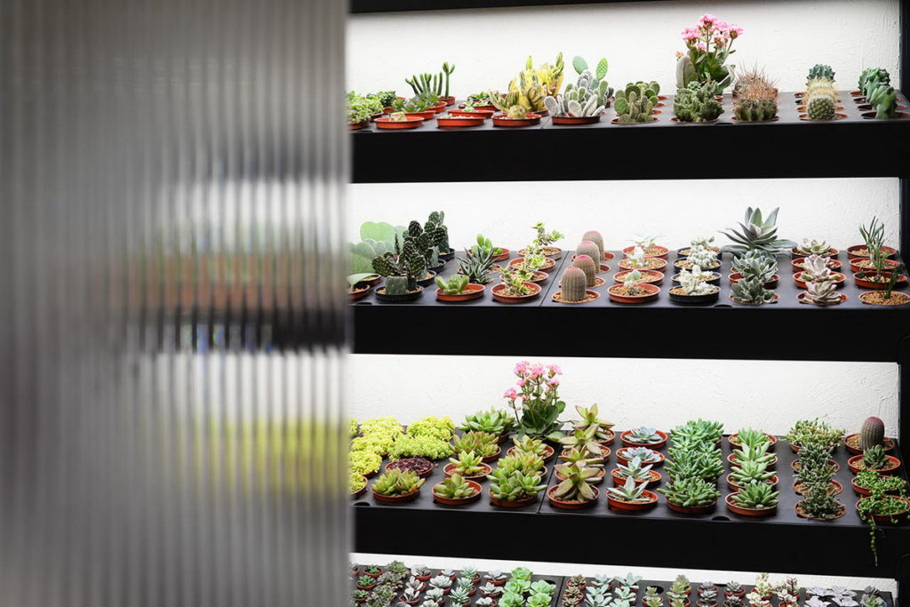 多肉植物挑選區