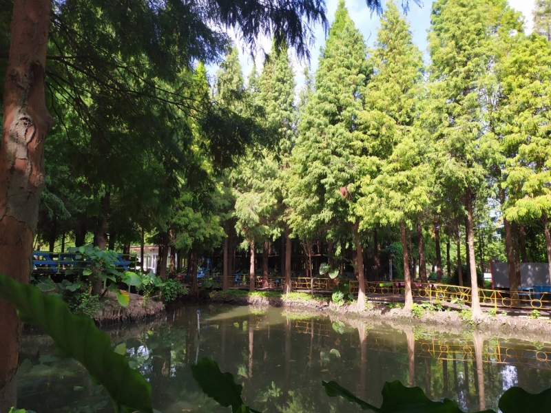 鬧中取靜水森林有氧農場　450棵落羽松隨四季展現不同風情