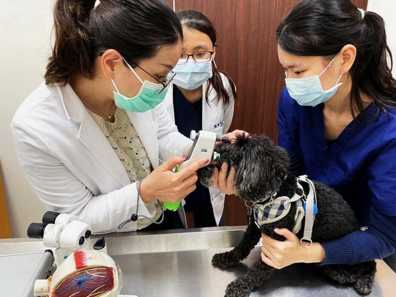 嘉大動物醫院免費為認養犬貓健康篩檢狂犬疫苗及晶片注射