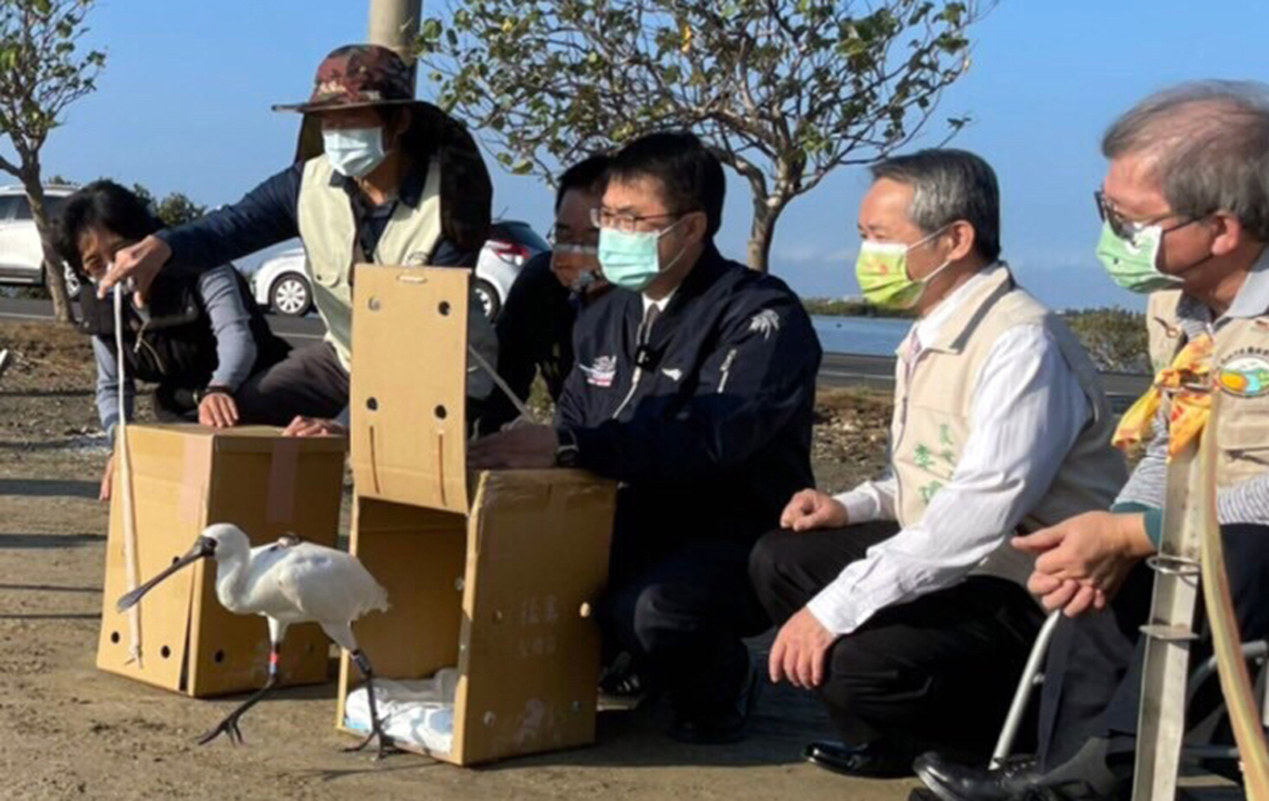 台南2隻傷癒黑琵野放 市長黃偉哲祝福平安健康