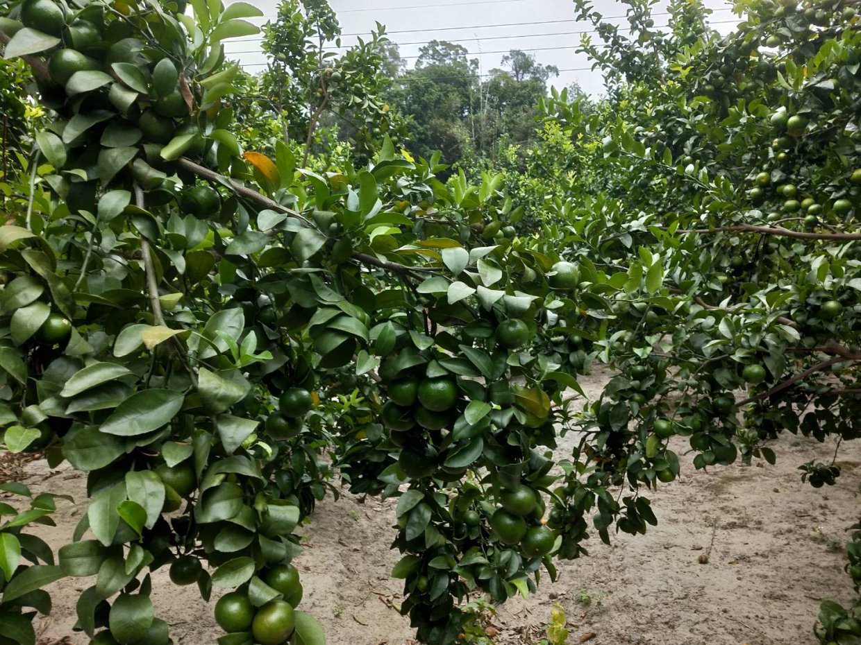 個頭小巧、口感甜蜜無酸味,近年來最夯的柑橘品種,非砂糖橘莫屬!