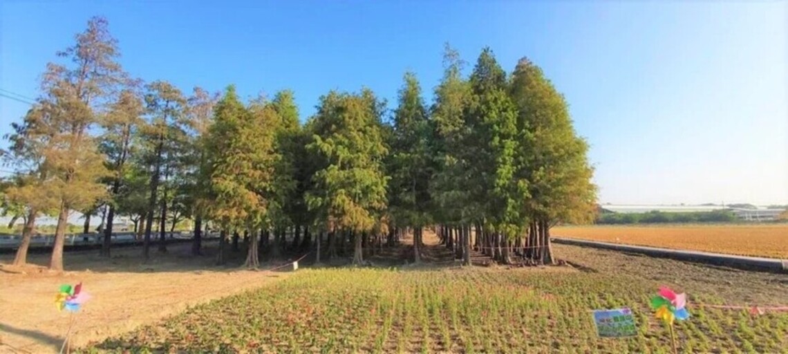 台南六甲落羽松紅景浮現