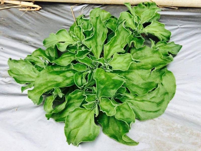 澎湖冰花進入盛產期