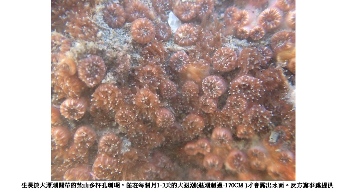 三接遷離公投反方辦公室:藻礁營養鹽來自海水,三接棧橋保持海水暢通,潮間帶藻礁生態不會餓死