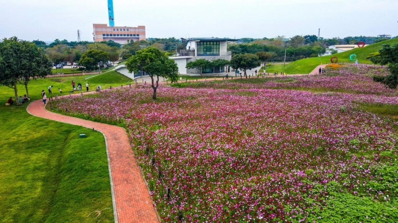 后里環保公園大波斯菊與向日葵雙色花海迎聖誕