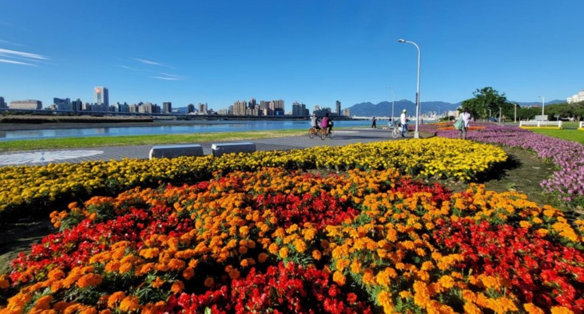 北市首波河濱花海亮麗登場   淡水河畔絢爛盛開