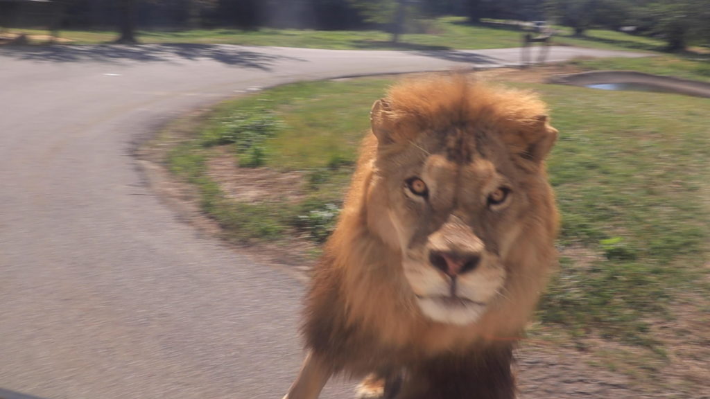 重返70年代舊時光,六福村直播自駕遊歷動物園前進猛獸區。圖 六福村提供