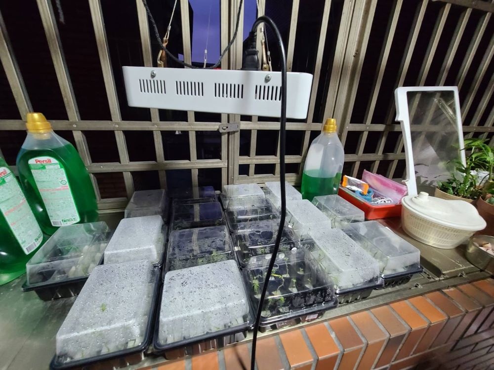 當場查獲在住處內涉嫌植栽二級毒品大麻 