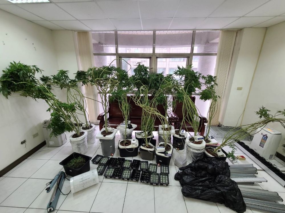合計搜扣證物計有大麻植株13株